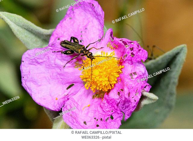 Pollen-feeding Beetle (Oedemera flavipes) on Rock Rose (Cistus albidus). Parc de Collserola, Barcelona, Catalonia, Spain