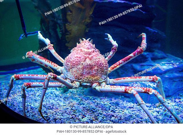 Japanese spider crab Lars walking through a tank in the special exhibition ""Kingdom of crabs"" in the Sea Life aquarium in Berlin, Germany, 30 January 2018