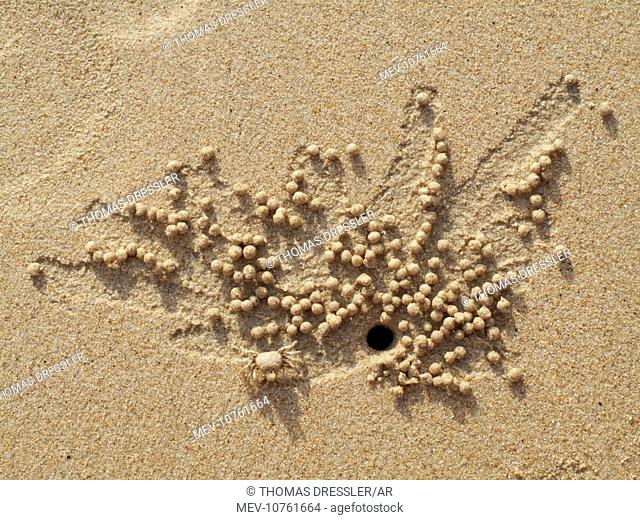 Sand Bubbler Crab - when excavating their burrows at low tide, this tiny crabs sift out detritus from the sand in order to feed. (Scopimera sp.)