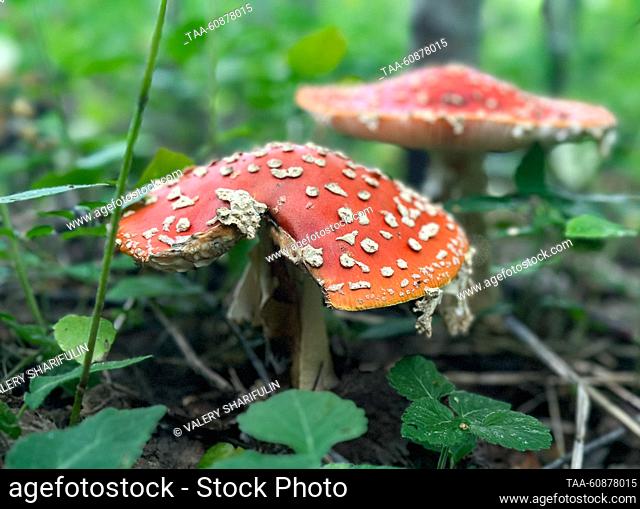 RUSSIA, MOSCOW REGION - AUGUST 4, 2023: A fly agaric (Amanita muscaria) is seen in a forest. Valery Sharifulin/TASS