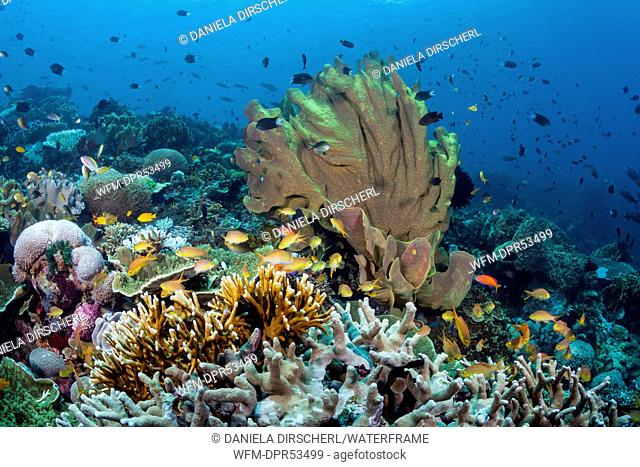 Coral Reef Scenery, Florida Islands, Solomon Islands