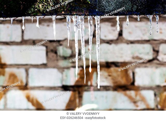 few icicles and brick wall on background in sunny winter day