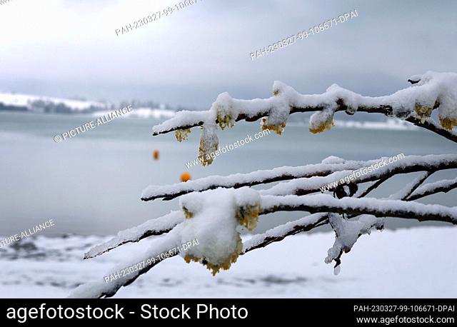 27 March 2023, Bavaria, Roßhaupten: Snow-covered palm catkins stand on the shore of a lido at the Forggensee. Photo: Karl-Josef Hildenbrand/dpa