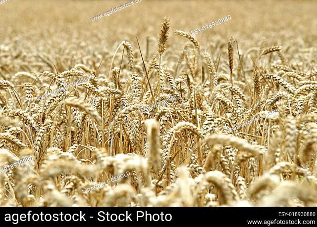 Getreide Erntezeit - Cereal Grain Harvest