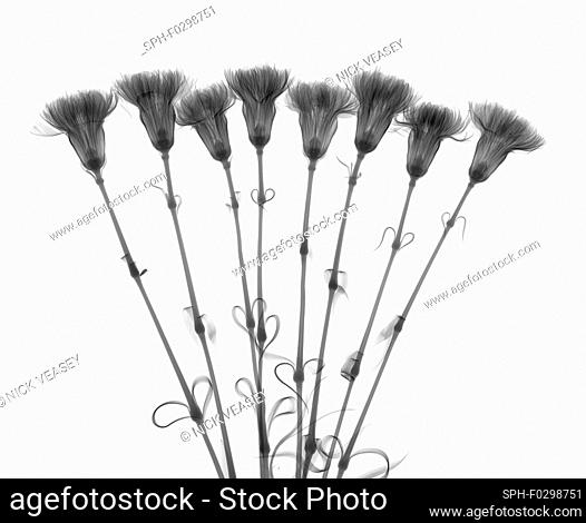 Carnation (Dianthus sp.), X-ray