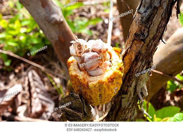 Fresh cut Trinitario cocoa (Theobroma cacao) pods on Sumatra, Indonesia