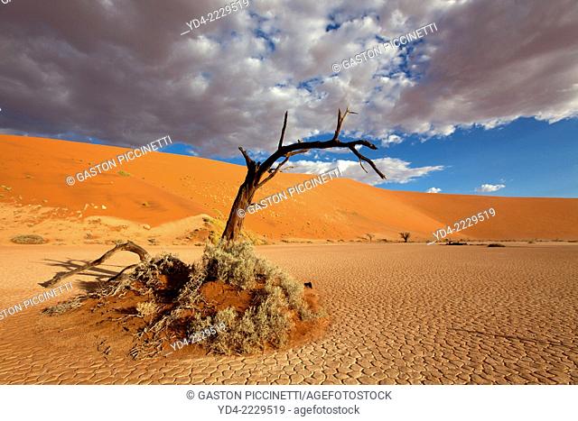 Camelthorn dead tree (Acacia erioloba), Hidden Vlei, Namib-Naukluft National Park, Namib desert, Namibia