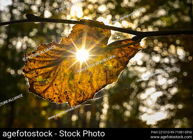 09 October 2022, Brandenburg, Sieversdorf: A leaf of the American linden (Tilia americana) is colored in autumn in a forest. Photo: Patrick Pleul/dpa