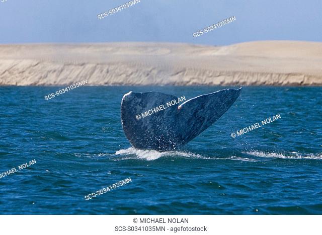 Adult California Gray Whale Eschrichtius robustus fluke-up dive in Magdalena Bay near Puerto Lopez Mateos on the Pacific side of the Baja Peninsula