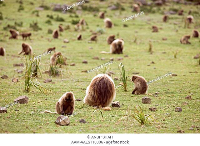 Gelada herd(Theropithecus gelada) grazing in grass highlands. Simien Mountains National Park, Ethiopia. Nov 2008