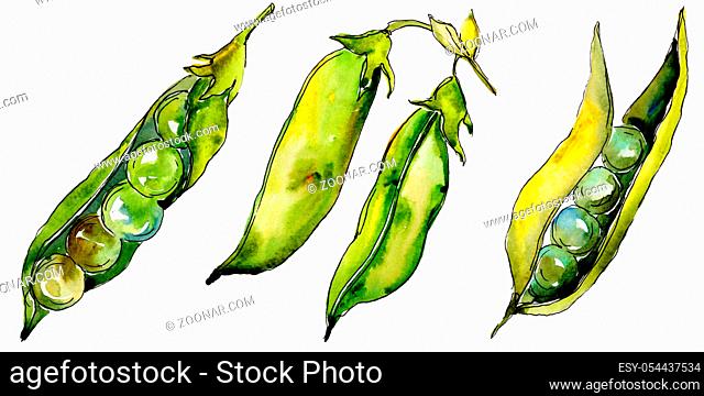 Pea sed wild vegetables in a watercolor style isolated. Full name of the vegetables: Pea sed. Aquarelle wild vegetables for background, texture