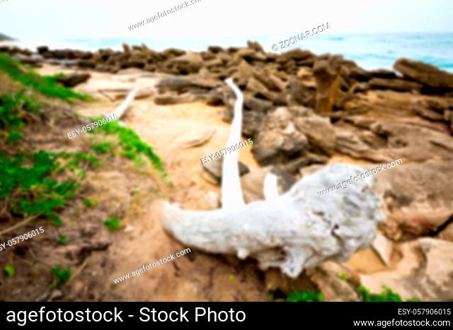 blur in south africa  branch dead tree coastline of st lucia and winter season