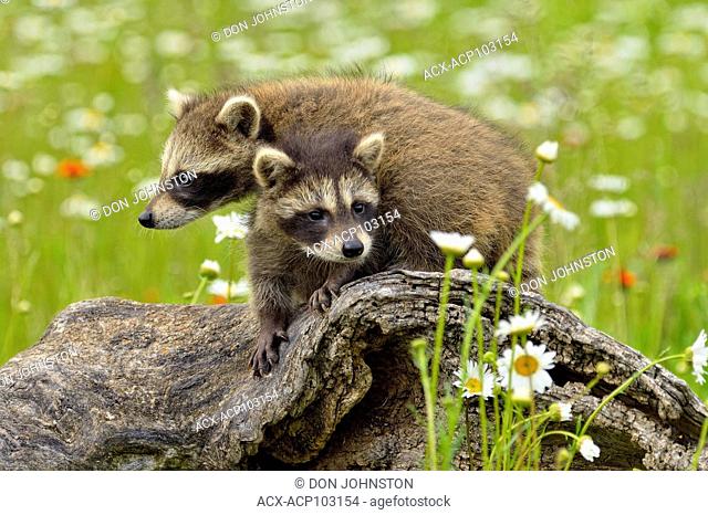Raccoon (Procyon lotor) Babies exploring stump, captive raised, Minnesota wildlife Connection, Sandstone, Minnesota, USA