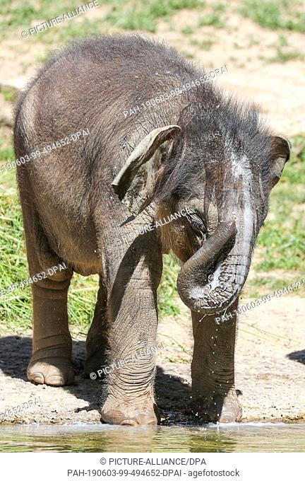 03 June 2019, Saxony, Leipzig: The little elephant bull in Leipzig Zoo wipes off the coconut milk after his baptism. Thousands of name suggestions had been...