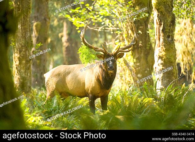 Roosevelt elk (Cervus canadensis roosevelti) standing in a forest, Quinault River, Olympic National Park, Olympic Peninsula, Washington State, USA