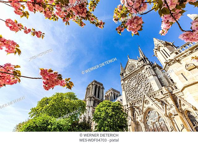 France, Paris, Notre Dame church in spring