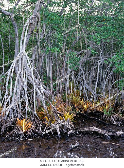 Mangroves and Bromeliads (Rhizophora mangle), Bahia, Brazil
