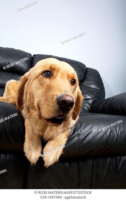 A Golden Retriever on a black leather couch indoors, unusual angle