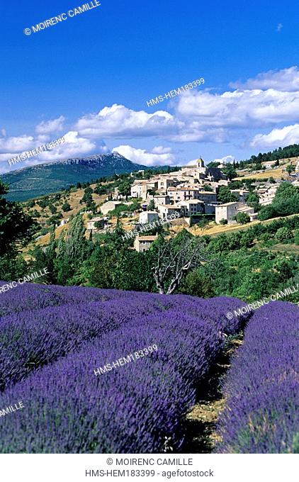 France, Vaucluse, lavander field, Aurel village in the background