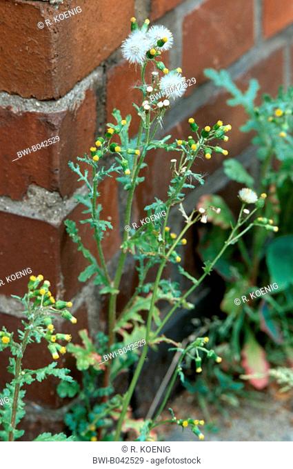 common groundsel, old-man-in-the-spring (Senecio vulgaris), blooming and fruiting single plant on front of a wall