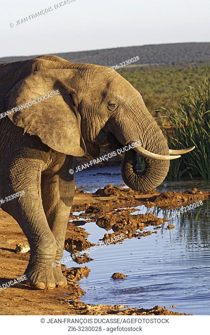 African bush elephant (Loxodonta africana), adult male, drinking at a waterhole, evening light, Addo Elephant National Park, Eastern Cape, South Africa, Africa