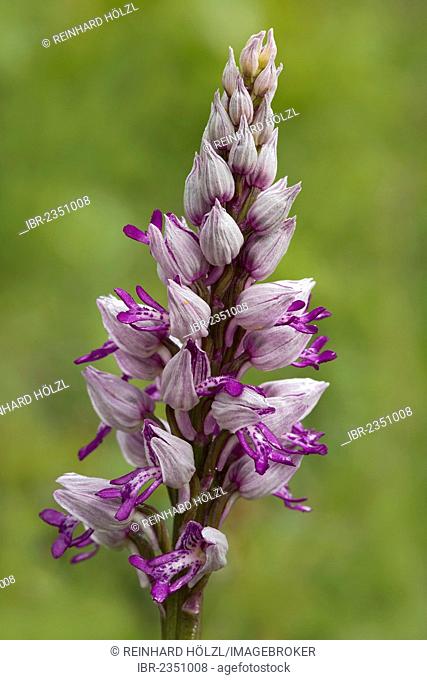 Military Orchid (Orchis militaris), Bad Ditzenbach, Swabian Alp, Baden-Wuerttemberg, Germany, Europe