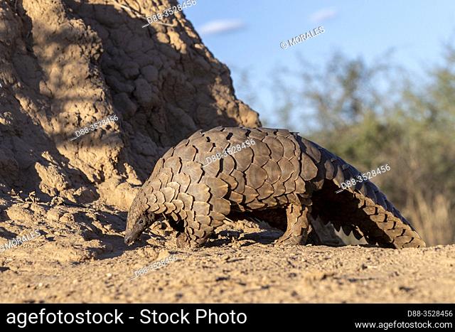 Africa, Namibia, Private reserve, Ground pangolin, also known as Temminck's pangolin or Cape pangolin, (Smutsia temminckii), controlled conditions