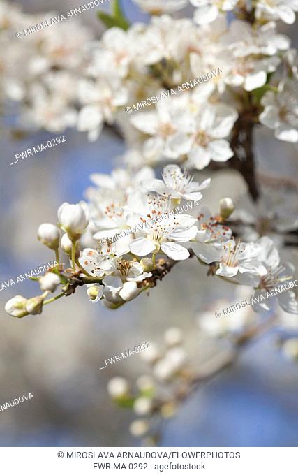 Plum, Prunus domestica, White flower blossoms growing on tree outdoor