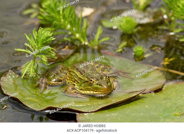 Chiracuah Leopard Frog, Chiricuah Leapard Frog, Sonoran Desert, United States, USA