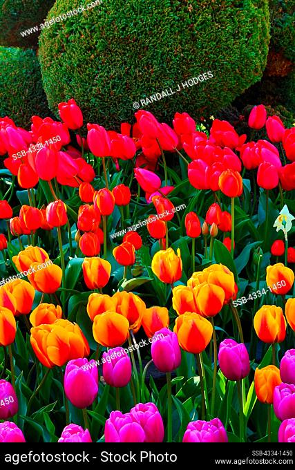Tulips in a garden, Roozengaarde, Mt Vernon, Skagit Valley, Washington State, USA