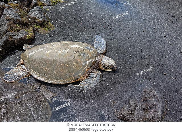 Hawaï , Big Island , Punaluu Black Sand Beach where Green turtle come to lie the eggs