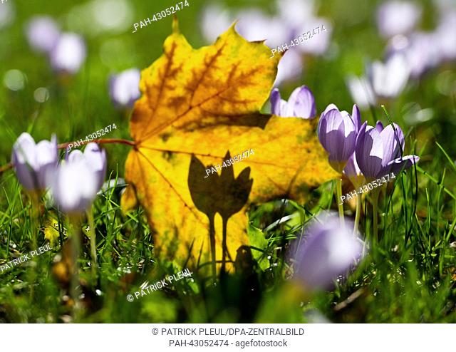 An autumn coloured maple leaf lies on a meadow with meadow saffron (Colchicum autumnale) in hakenberg near Fehrbellin, Germany, 30 September 2013