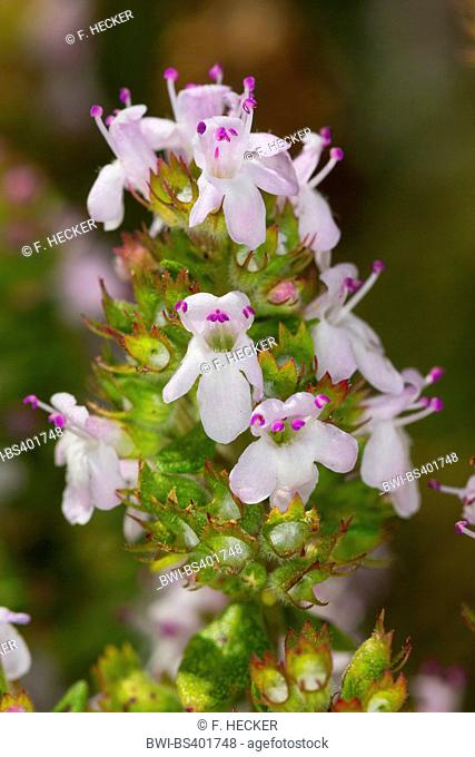 Garden thyme, English thyme, Common thyme (Thymus vulgaris), flowers