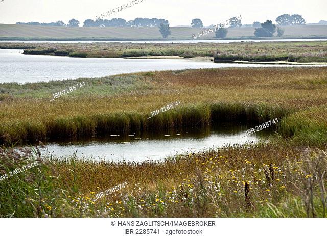 Wetlands area, Poel Island, Mecklenburg-Western Pomerania, Germany, Europe