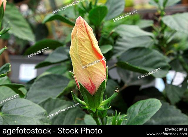 A Hibiscus bud about to open up