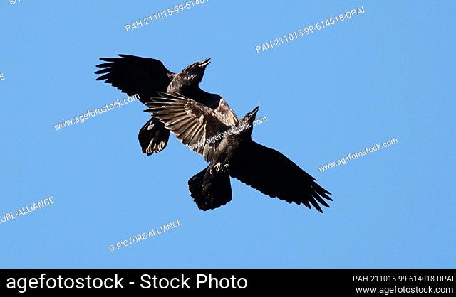 11 October 2021, Brandenburg, Schorfheide: 11.10.2021, Schorfheide. Two common ravens (Corvus corax) fly close together in the blue sky above the Schorfheide...