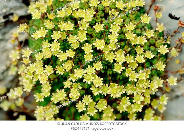 Yellow Mountain Saxifrage (Saxifraga aizoides)