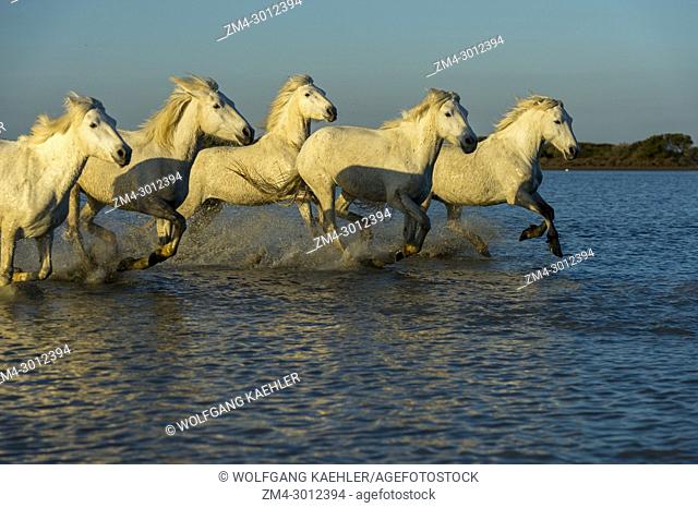 Camargue horses are running through the water of a marsh in the Camargue in southern France
