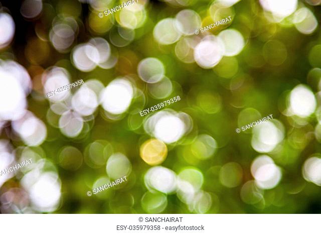 Bokeh light from the sun through the leaves