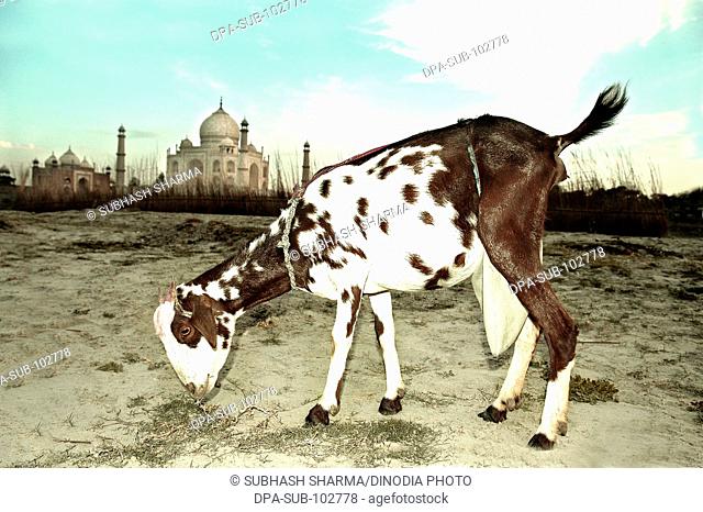 White brown spotted goat sunset banks river Yamuna flowing Taj Mahal Agra Ancient animal artist artistic beautiful blue sky clouds Color constructed 1631 A