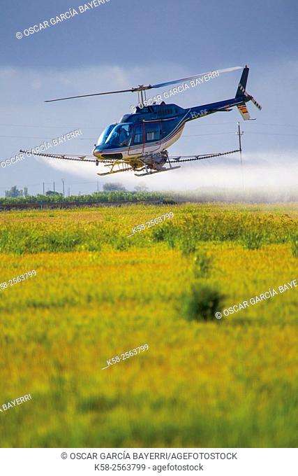 Crop-dusting helicopter spraying in the Ebro Delta