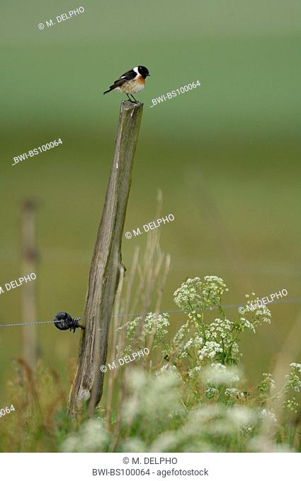 Common Stonechat (Saxicola rubicola, Saxicola torquata rubicola), male on a post, Germany, Thueringen