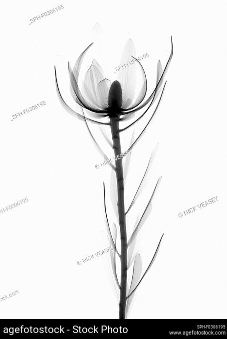 Conebush (Leucadendron sp.), X-ray
