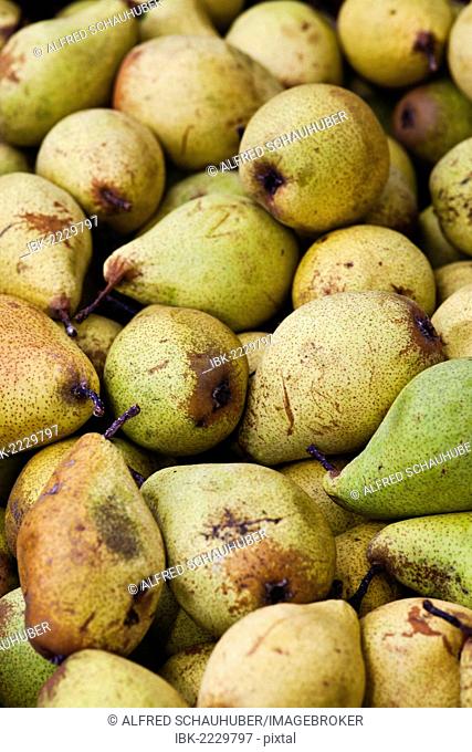 Pears (Pyrus)
