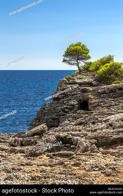 Einsamer Baum oberhalb einer alten Höhlenwohnung, Cala Turqueta, Ciutadella, Menorca, Balearen, Spanien