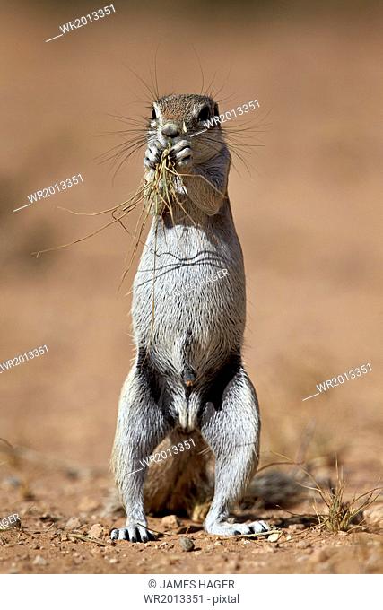 Cape ground squirrel (Xerus inauris) eating, Kgalagadi Transfrontier Park, encompassing the former Kalahari Gemsbok National Park, South Africa, Africa