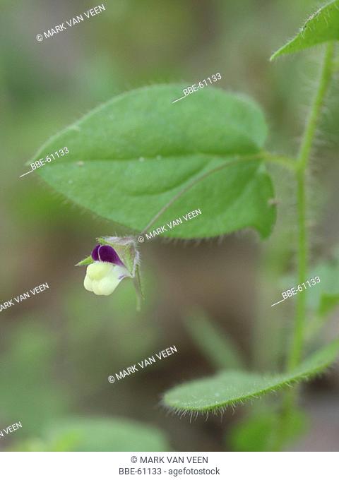 Sharp-leaved Fluellen is a rare species of fields and arable land It mostly disappeared under modern land management