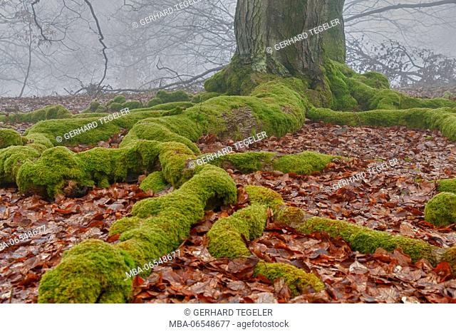 Forest, tree, roots, mossy