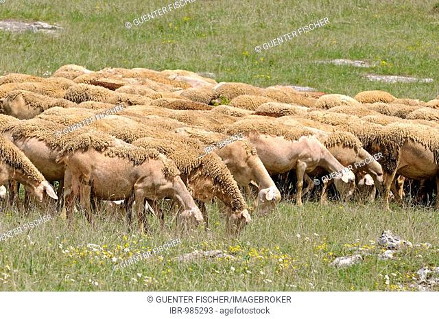 Herd of Lacaune dairy sheep with race-typical coats on a meadow in the Causse Méjean plateau, Roquefort region, France, Europe