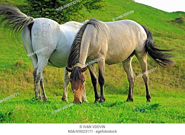 Horses, Carpathians, Zakarpattia Oblast Transcarpathian Oblast, Transcarpathia, Zakarpattya, Subcarpathian Rus, Ukraine